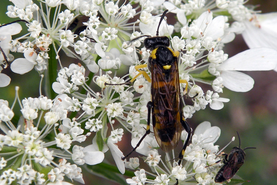 Macrophya sp.?